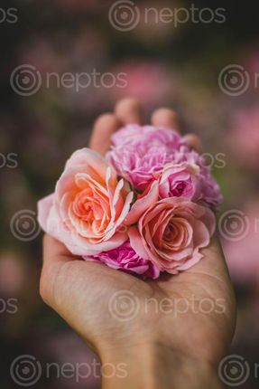 Find  the Image rose,hand,idea,photo  and other Royalty Free Stock Images of Nepal in the Neptos collection.