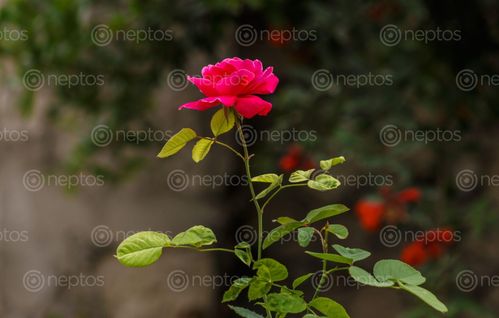 Find  the Image red,rose,beautiful,beauty,nature,flower,valentines,day  and other Royalty Free Stock Images of Nepal in the Neptos collection.