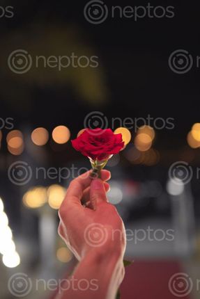 Find  the Image photo,suitable,express,love,day  and other Royalty Free Stock Images of Nepal in the Neptos collection.