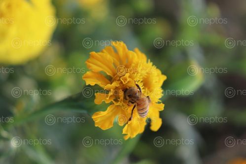 Find  the Image marigold,flower,bee,sucking,nectar  and other Royalty Free Stock Images of Nepal in the Neptos collection.