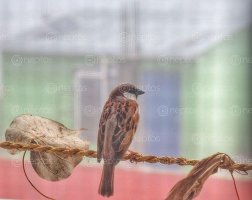 Find  the Image bird,window  and other Royalty Free Stock Images of Nepal in the Neptos collection.