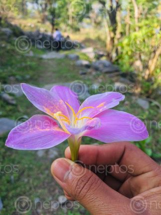 Find  the Image village,street,flower,myagdi  and other Royalty Free Stock Images of Nepal in the Neptos collection.