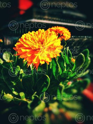 Find  the Image flower,marrygold,beautiful,nature  and other Royalty Free Stock Images of Nepal in the Neptos collection.