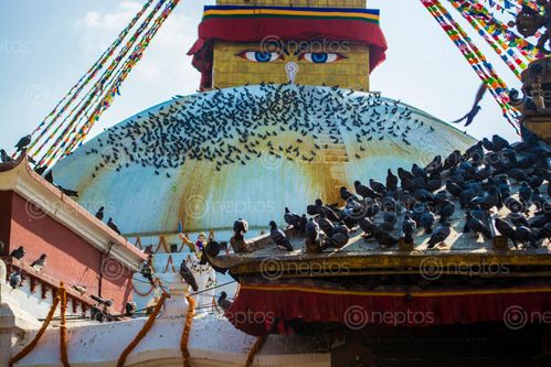 Find  the Image white,dome,eyes,buddha,boudhanath,stupa  and other Royalty Free Stock Images of Nepal in the Neptos collection.