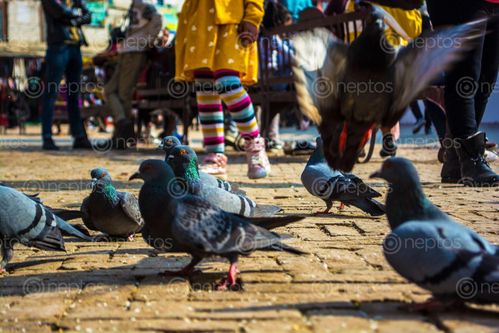 Find  the Image group,pigeons,foraging,food,boudhanath  and other Royalty Free Stock Images of Nepal in the Neptos collection.