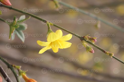Find  the Image flower,jai,found,hilly,region,nepal  and other Royalty Free Stock Images of Nepal in the Neptos collection.