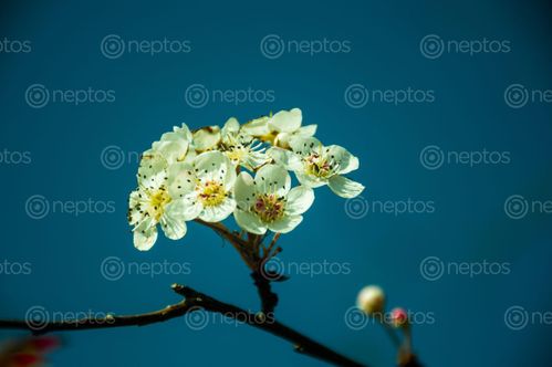 Find  the Image white,wild,flower,closeup,shot  and other Royalty Free Stock Images of Nepal in the Neptos collection.