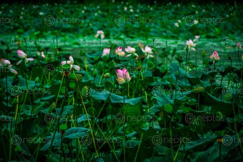 Find  the Image small,blossoms,lotus,flower,ghodaghodi,lake,kailali,nepal  and other Royalty Free Stock Images of Nepal in the Neptos collection.