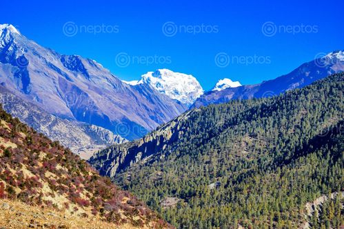 Find  the Image landscape,snow,mountain,manang,nepal  and other Royalty Free Stock Images of Nepal in the Neptos collection.
