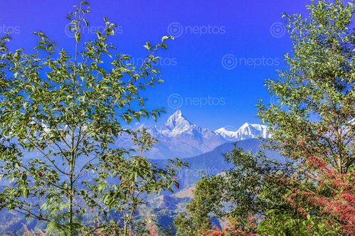 Find  the Image landscape,fishtail,mountain,range,kahundanda,pokhara,nepal  and other Royalty Free Stock Images of Nepal in the Neptos collection.