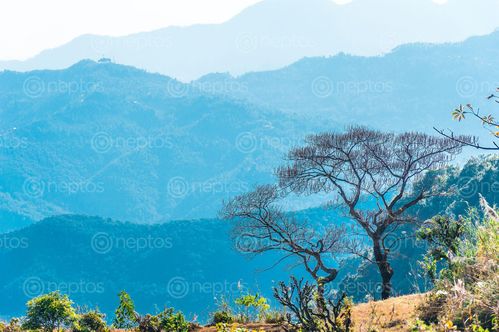 Find  the Image dry,tree,layers,mountains,pokhara,nepal  and other Royalty Free Stock Images of Nepal in the Neptos collection.
