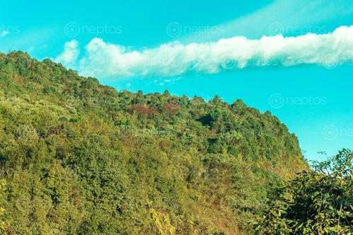 Find  the Image landscape,green,clean,forest,sindhupalchowk,nepal  and other Royalty Free Stock Images of Nepal in the Neptos collection.