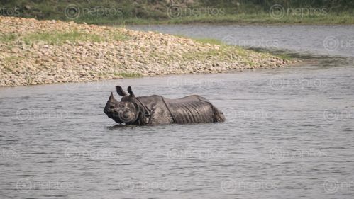 Find  the Image horned,rhino,emerging,giruwa,river,bardiya,national,park  and other Royalty Free Stock Images of Nepal in the Neptos collection.