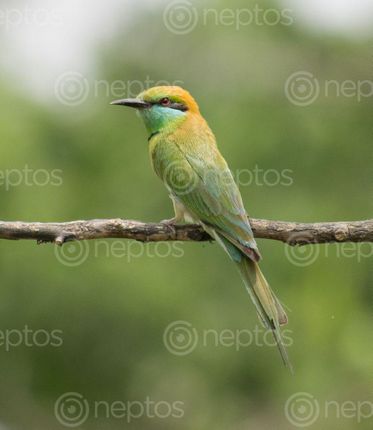 Find  the Image bee-eater,family,consists,species,found,asia,africa  and other Royalty Free Stock Images of Nepal in the Neptos collection.