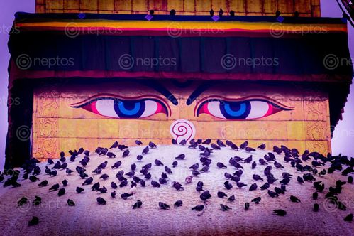 Find  the Image eyes,buddha,monastery,nepal  and other Royalty Free Stock Images of Nepal in the Neptos collection.