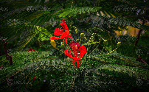 Find  the Image red,flower,green,leaf,nature  and other Royalty Free Stock Images of Nepal in the Neptos collection.