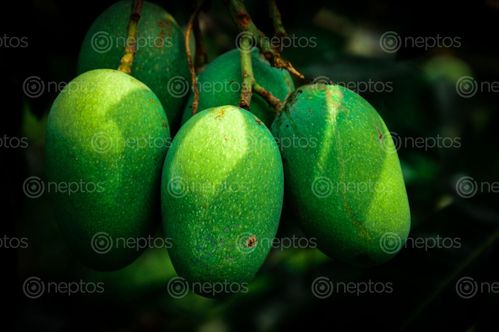 Find  the Image mango,bunch,hanging,tree  and other Royalty Free Stock Images of Nepal in the Neptos collection.