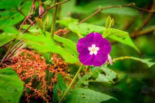 Find  the Image wild,purple,flower,found,shivapuri,national,park,nepal  and other Royalty Free Stock Images of Nepal in the Neptos collection.