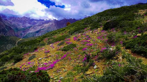 Find  the Image landscape,beautiful,pink,wild,flower,snow,mountain  and other Royalty Free Stock Images of Nepal in the Neptos collection.