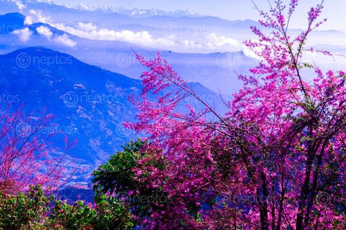 Find  the Image cherry,flower,blossom,mountains,cloud  and other Royalty Free Stock Images of Nepal in the Neptos collection.