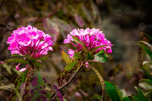 Find  the Image wild,red,flowers,holy,flower,rural,areas,nepal,laxmi,pooja,tihar,festival,hindu  and other Royalty Free Stock Images of Nepal in the Neptos collection.