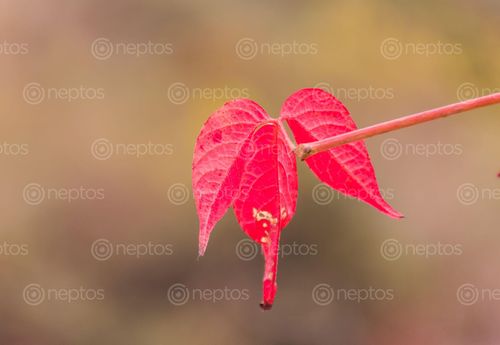 Find  the Image wild,red,leaf,nature,closeup,view  and other Royalty Free Stock Images of Nepal in the Neptos collection.