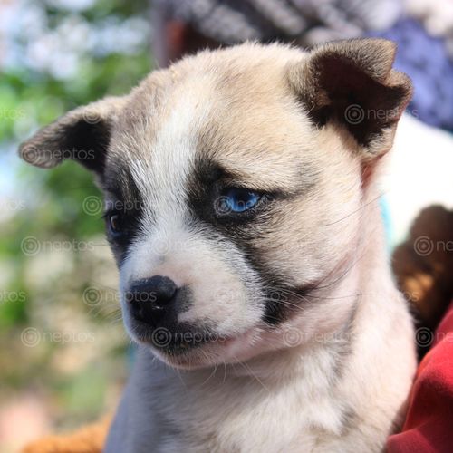 Find  the Image cute,puppy,blue,eyes  and other Royalty Free Stock Images of Nepal in the Neptos collection.