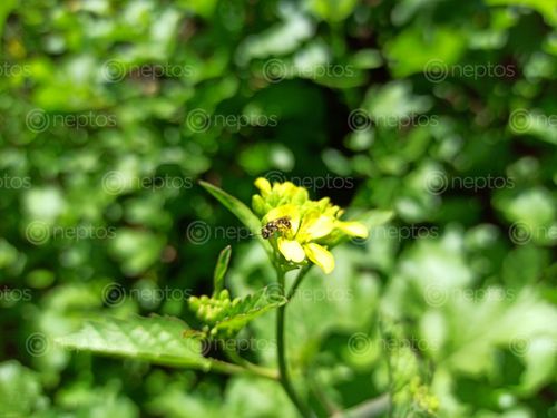 Find  the Image fly,hovering,mustard,flower  and other Royalty Free Stock Images of Nepal in the Neptos collection.