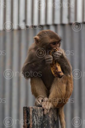 Find  the Image normal,day,swayambhunath,kathmandu,nepal,world,heritage,site,declared,unesco,monkey,eating,banana  and other Royalty Free Stock Images of Nepal in the Neptos collection.