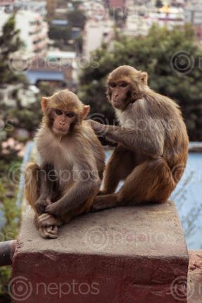 Find  the Image couple,monkeys,captured,swayambhunath,kathmandu,nepal,world,heritage,side,declared,unesco  and other Royalty Free Stock Images of Nepal in the Neptos collection.