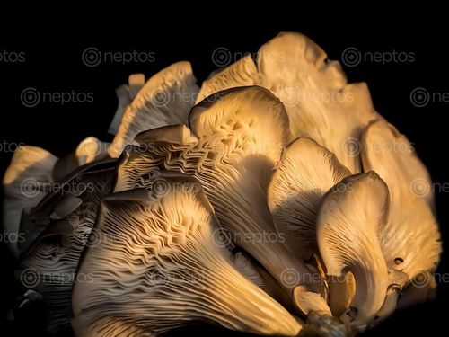 Find  the Image mushroom,kalimati,vegetable,market  and other Royalty Free Stock Images of Nepal in the Neptos collection.
