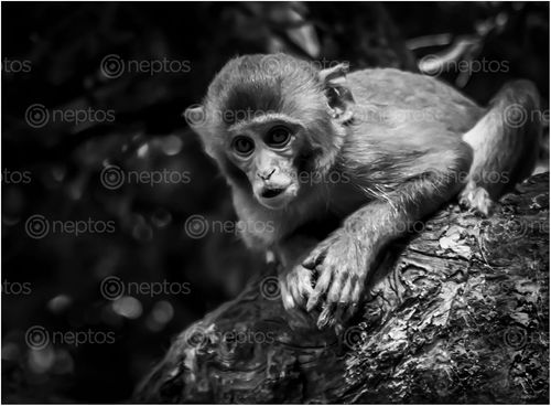 Find  the Image monkey,swayambhu  and other Royalty Free Stock Images of Nepal in the Neptos collection.