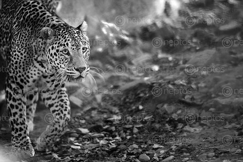 Find  the Image leopard,stroll,monochrome  and other Royalty Free Stock Images of Nepal in the Neptos collection.