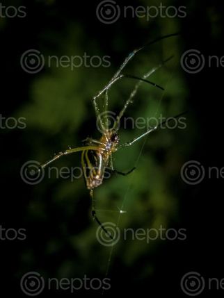 Find  the Image spider,crawling,strings  and other Royalty Free Stock Images of Nepal in the Neptos collection.