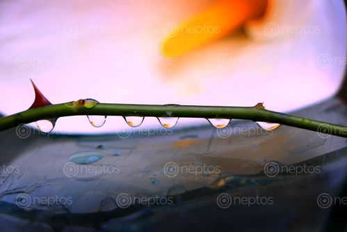 Find  the Image dewdrop,flower,photography#,sms,photography  and other Royalty Free Stock Images of Nepal in the Neptos collection.