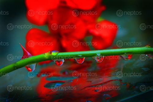 Find  the Image dew,drop,flower,sms,photography  and other Royalty Free Stock Images of Nepal in the Neptos collection.