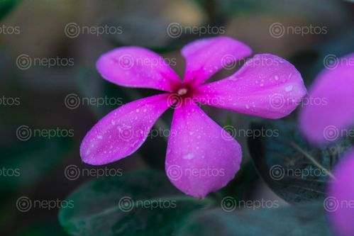 Find  the Image due,drops,flower,morning  and other Royalty Free Stock Images of Nepal in the Neptos collection.