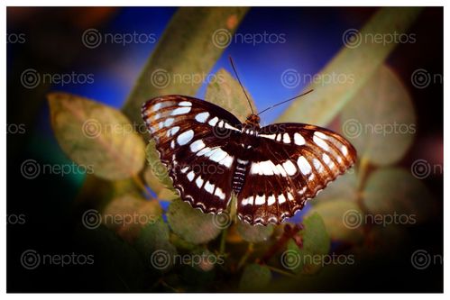 Find  the Image butterly,leave,sms,photography  and other Royalty Free Stock Images of Nepal in the Neptos collection.
