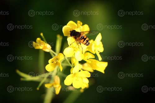 Find  the Image bee,mustard,flower,village  and other Royalty Free Stock Images of Nepal in the Neptos collection.