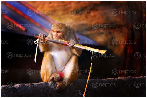 Find  the Image monkey,eating,sugar,cane  and other Royalty Free Stock Images of Nepal in the Neptos collection.