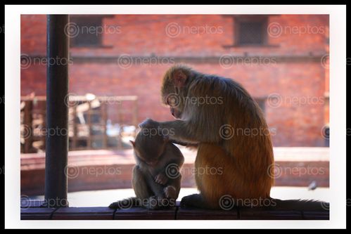 Find  the Image monkey,mother,taking,care,child😘📷#,sms,photography  and other Royalty Free Stock Images of Nepal in the Neptos collection.