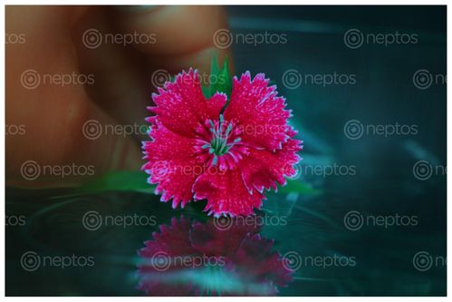 Find  the Image flower,reflection,photography#,sms,photography  and other Royalty Free Stock Images of Nepal in the Neptos collection.