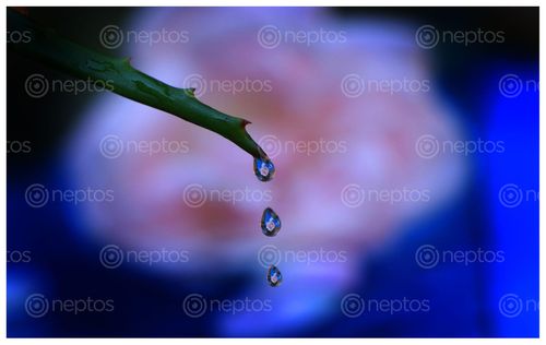 Find  the Image dew,drop,flower,photography,#sms  and other Royalty Free Stock Images of Nepal in the Neptos collection.