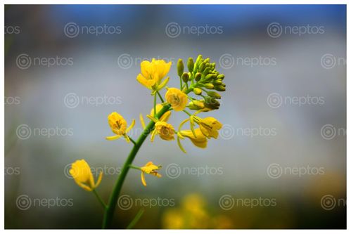 Find  the Image masturd,flower,village,sms,photography  and other Royalty Free Stock Images of Nepal in the Neptos collection.
