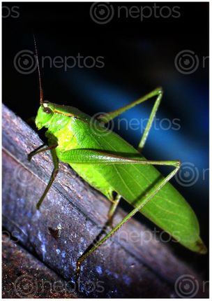 Find  the Image grasshopper,village,sms,photography  and other Royalty Free Stock Images of Nepal in the Neptos collection.