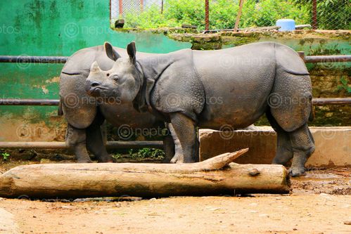 Find  the Image animals,rhinoceros,sms,photography  and other Royalty Free Stock Images of Nepal in the Neptos collection.