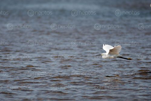Find  the Image egret,flying,lake  and other Royalty Free Stock Images of Nepal in the Neptos collection.