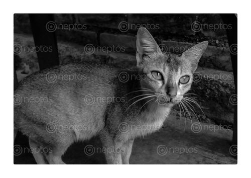 Find  the Image portrait,cat,black,white  and other Royalty Free Stock Images of Nepal in the Neptos collection.