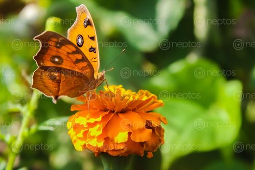 Find  the Image butterfly,sucking,marygold,juice  and other Royalty Free Stock Images of Nepal in the Neptos collection.