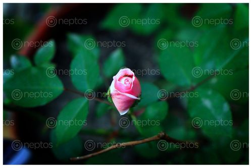 Find  the Image young,pink,rose,sms,photography  and other Royalty Free Stock Images of Nepal in the Neptos collection.